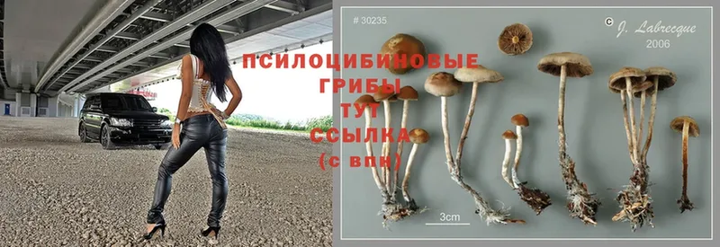 Галлюциногенные грибы Psilocybine cubensis  Ангарск 